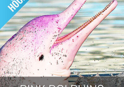 Observation des dauphins roses à Koh Samui : entre émerveillement et patience