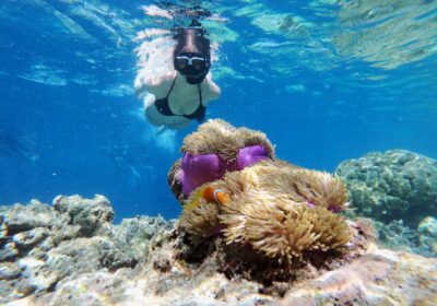 Koh Tao en day trip depuis Koh Samui : plongée, snorkeling et Koh Nang Yuan