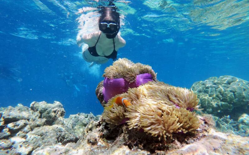 Koh Tao en day trip depuis Koh Samui : plongée, snorkeling et Koh Nang Yuan