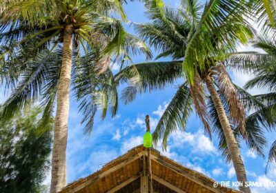 Meilleurs restaurants de fruits de mer à Koh Samui : du marché local au fine dining