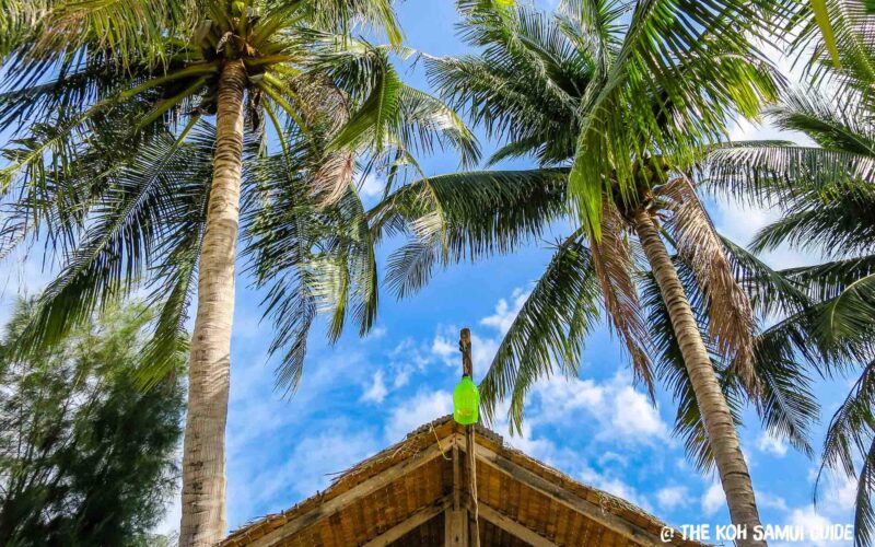 Meilleurs restaurants de fruits de mer à Koh Samui : du marché local au fine dining