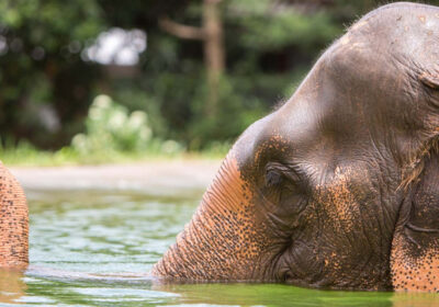Samui Elephant Sanctuary : rencontre éthique