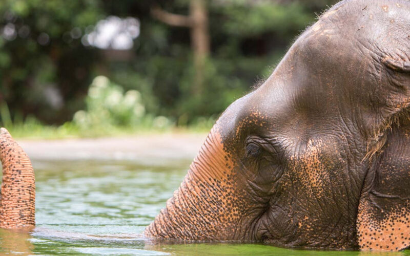 Samui Elephant Sanctuary : rencontre éthique